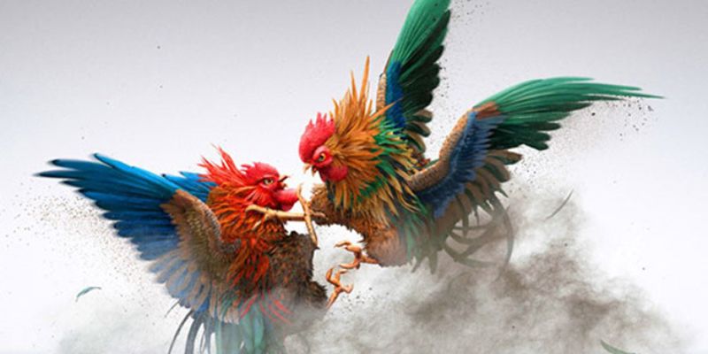 Gợi ý cho thành viên một vài hình thức chọi gà độc lạ có tại nhà cái